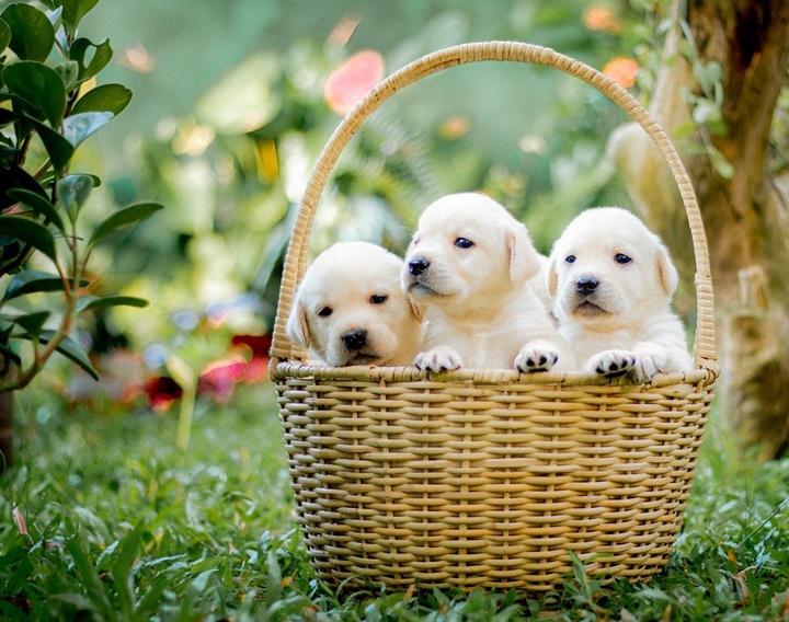 tessuto divani per cani