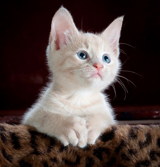 tessuto divani per gatti